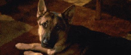 养纯种还是混血狗,养纯种狗