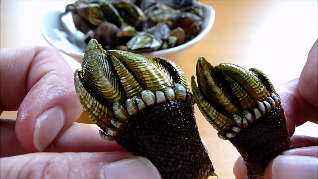 来自地狱的美食藤壶,到底有多可怕?看鲸鱼被折磨的样子就懂了