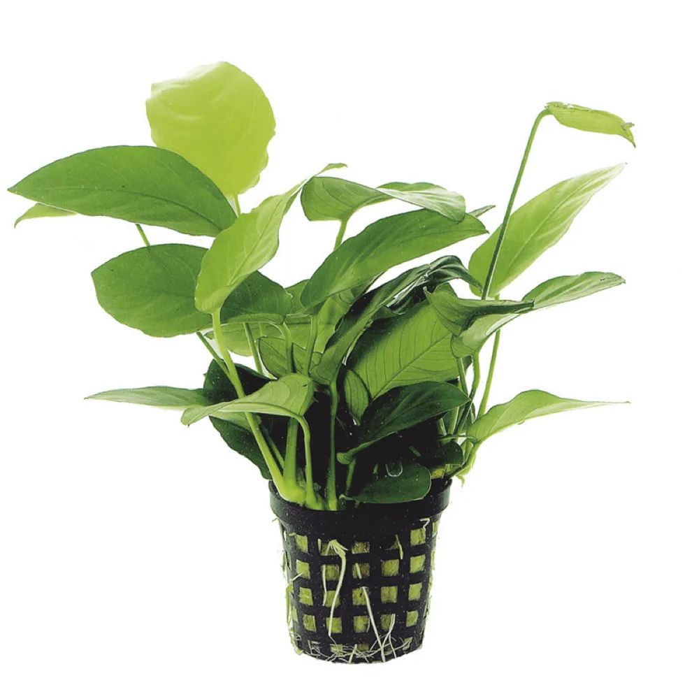 适合新手的水族箱,适合养在水族箱里的植物