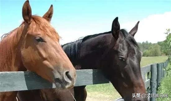马的致死疾病,马为什么这么容易得病