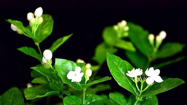 茉莉花春季修剪细弱枝还是粗壮枝,茉莉花上什么肥能让枝干粗壮