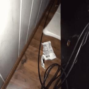 科学研究表明撸猫好处多多,撸猫已经成为了一种“病”