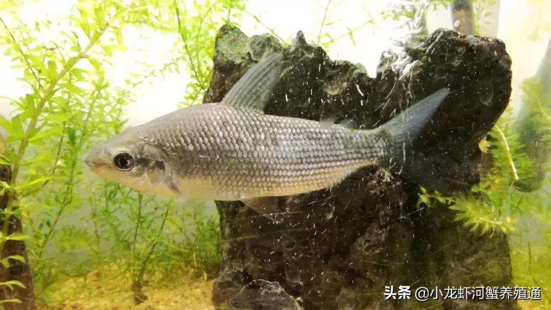 牛！这桂花鱼的饵料鱼新品种，产量远超鲮鱼仔