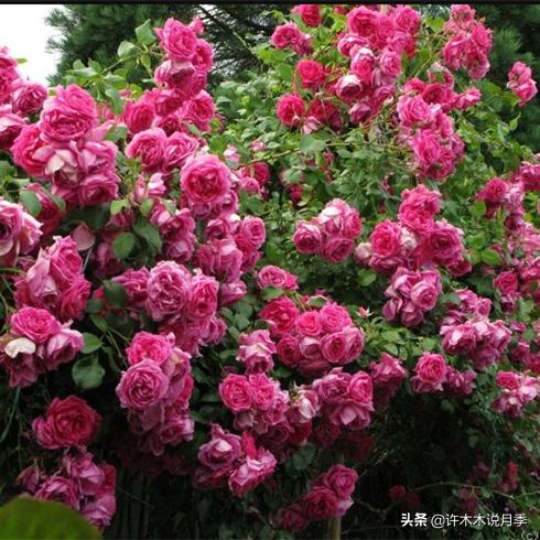 前一段时间买的月季不开花怎么办,月季不开花怎么区分开花颜色