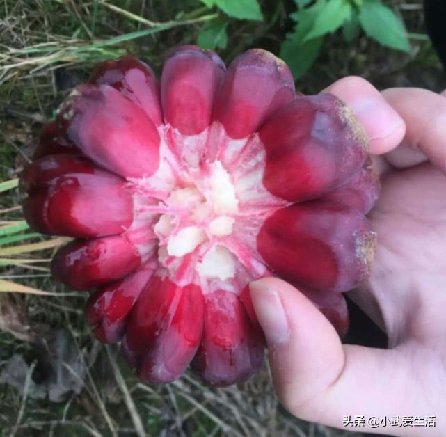 果肉好吃果核也很美味的水果,热带水果果肉好吃果核也美味