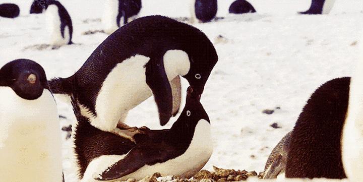 呆萌的企鹅为何被称为黑暗王者,为什么企鹅不择手段