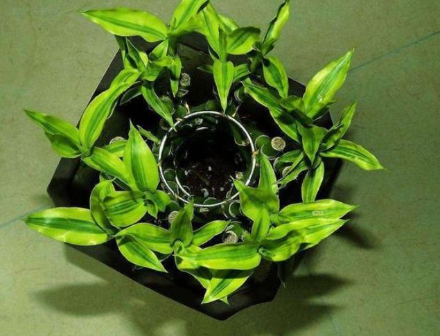 为什么富贵竹到冬天就死掉,富贵竹快枯萎了怎么办