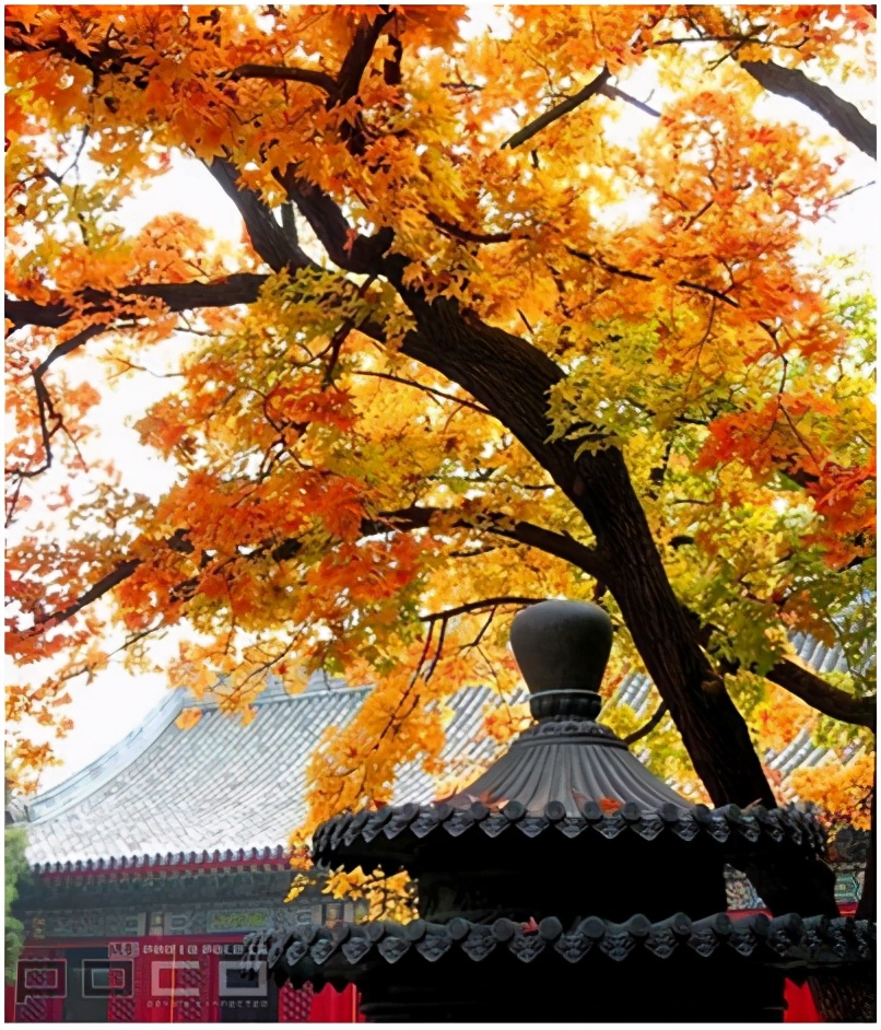 北京香山公园风景视频,北京香山公园