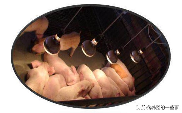 仔猪黄白痢是怎么引起的如何防治,仔猪黄白痢好治吗