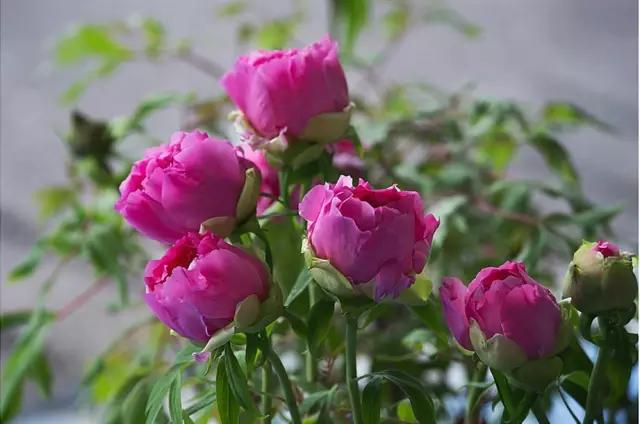 自己养的花不开花怎么回事,为什么我养的花不开花