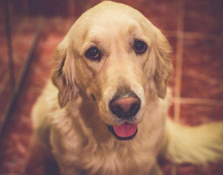 金毛犬身上的异味怎样去除,金毛臭怎么办教你4个妙招