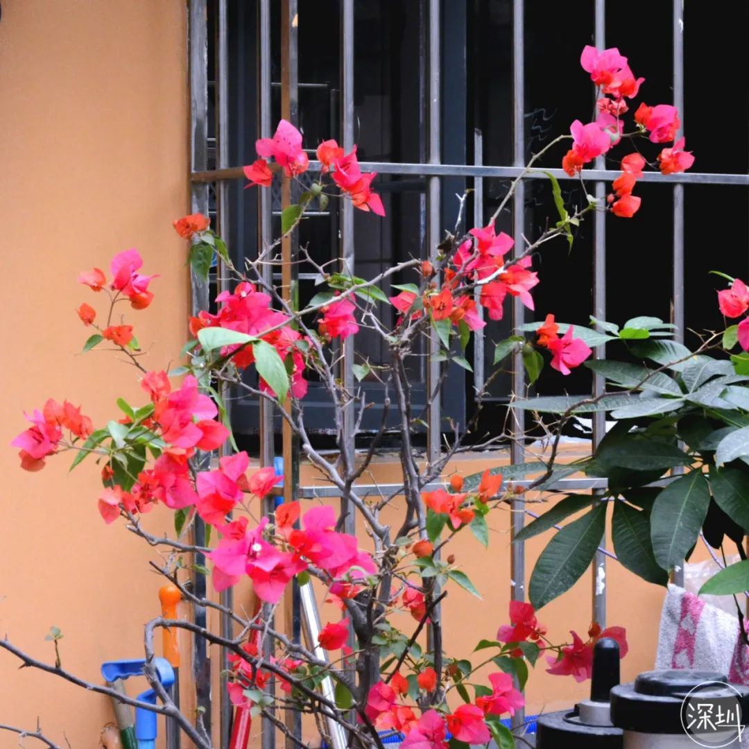 固戍怎么样,固戍为什么这么强