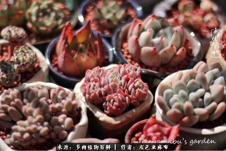 许我向你看,许我向你看演唱