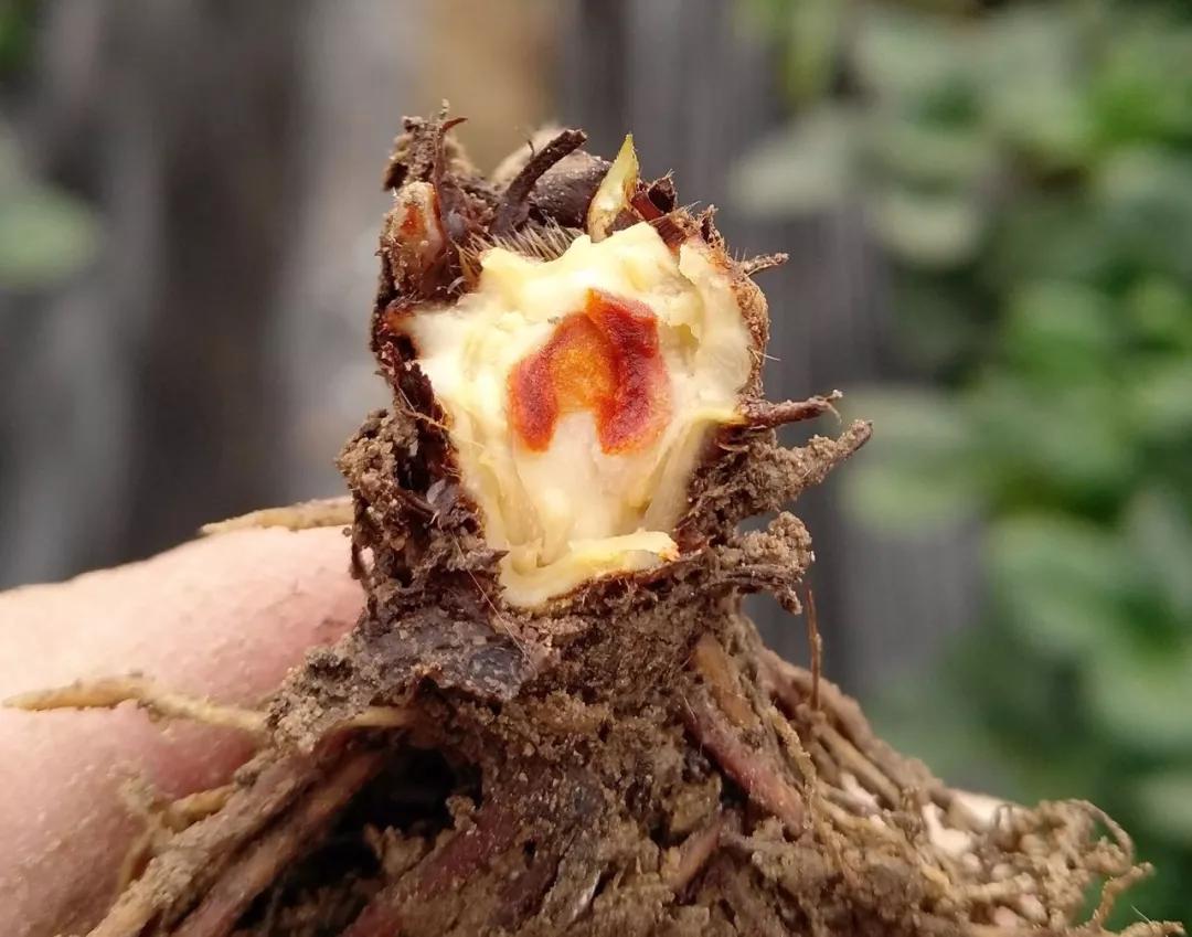 草莓红中柱还冒新芽吗,草莓红中柱炭疽病特效药