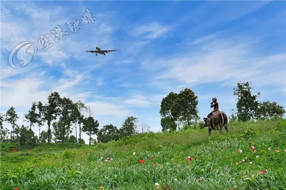 双流哪里可以赏花看飞机,双流附近赏花攻略路线