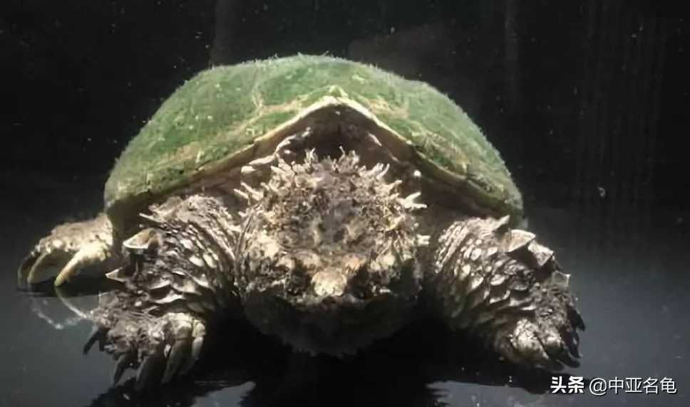 那些年那些被炒作过的乌龟,那些年炒作过的东西