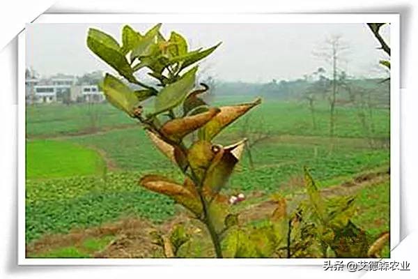 柑橘病虫害识别软件,天天学农柑橘病虫害