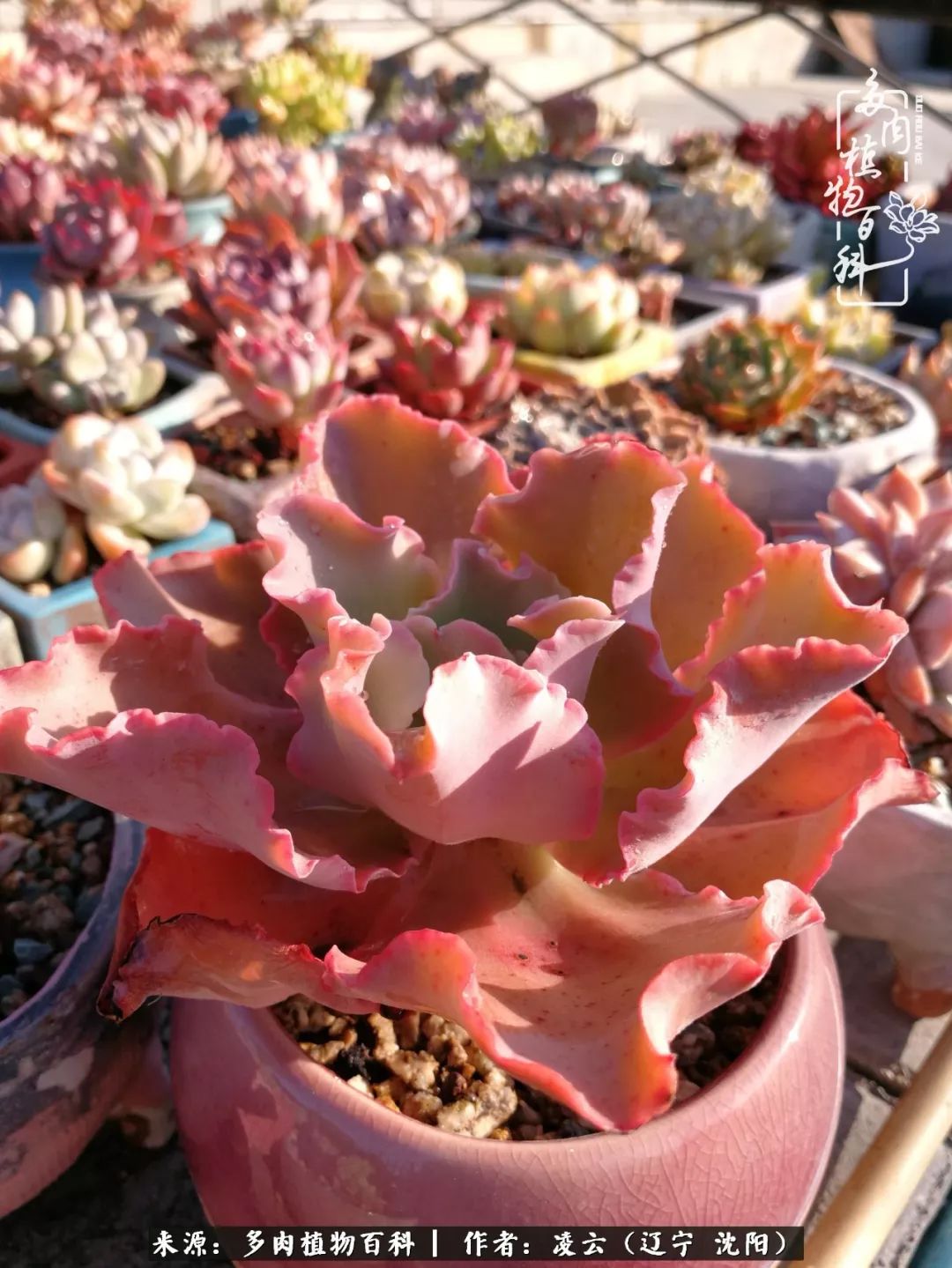 秋闲赏多肉,话育儿,亲生的自家娃,总有一刻让你怦然心动