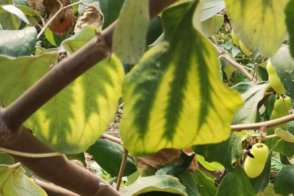 青枣叶片黄点图片,青枣叶片黄化怎么补救