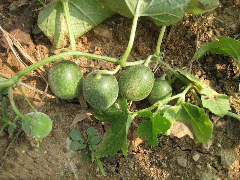 十种动植物名称及特征,动植物植物知识科普大全