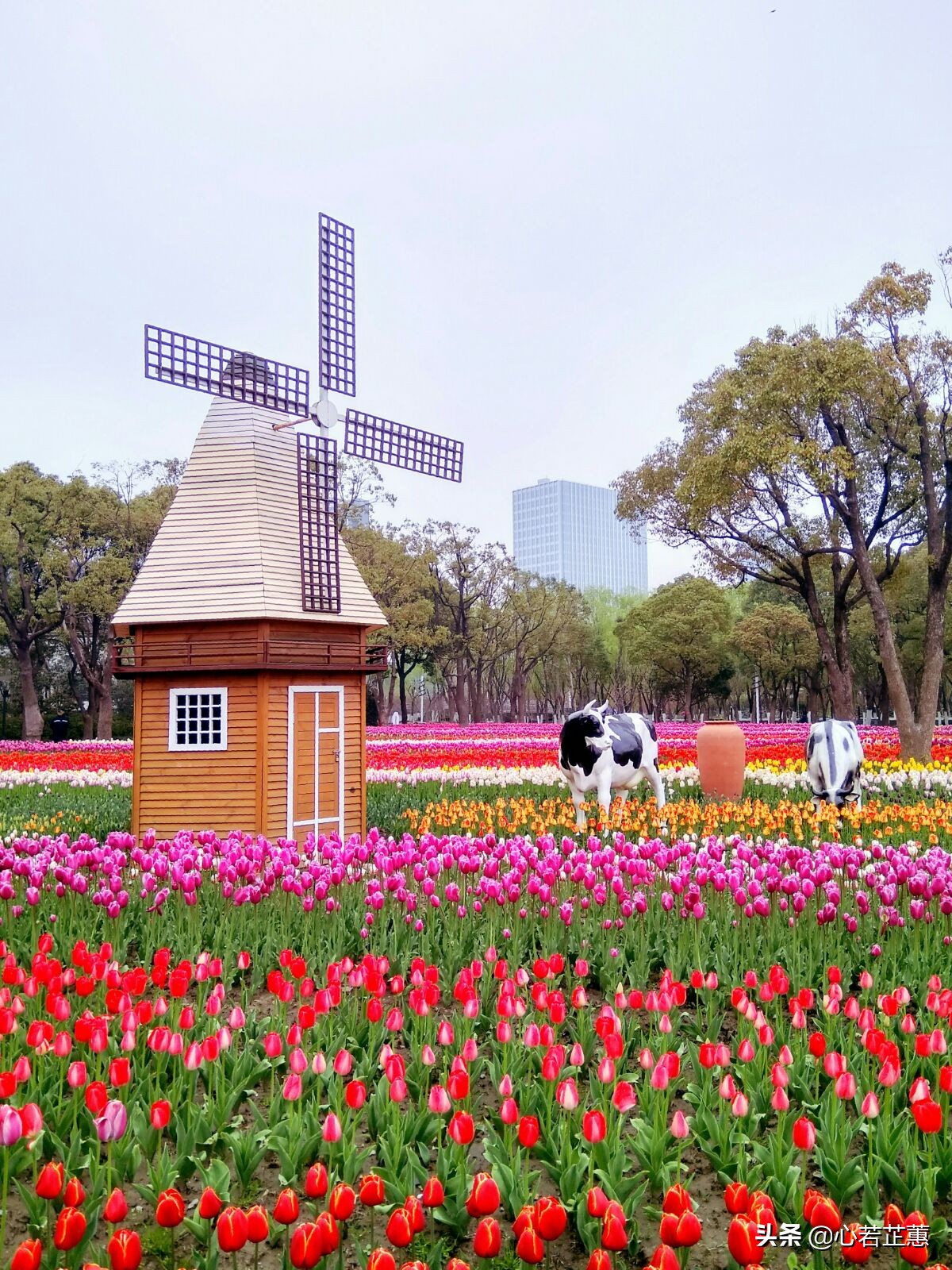 油菜花一片片的像什么,梯田油菜花和平原油菜花
