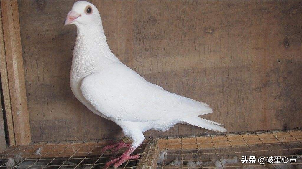 信鸽使命必达视频,使命必达怎么做