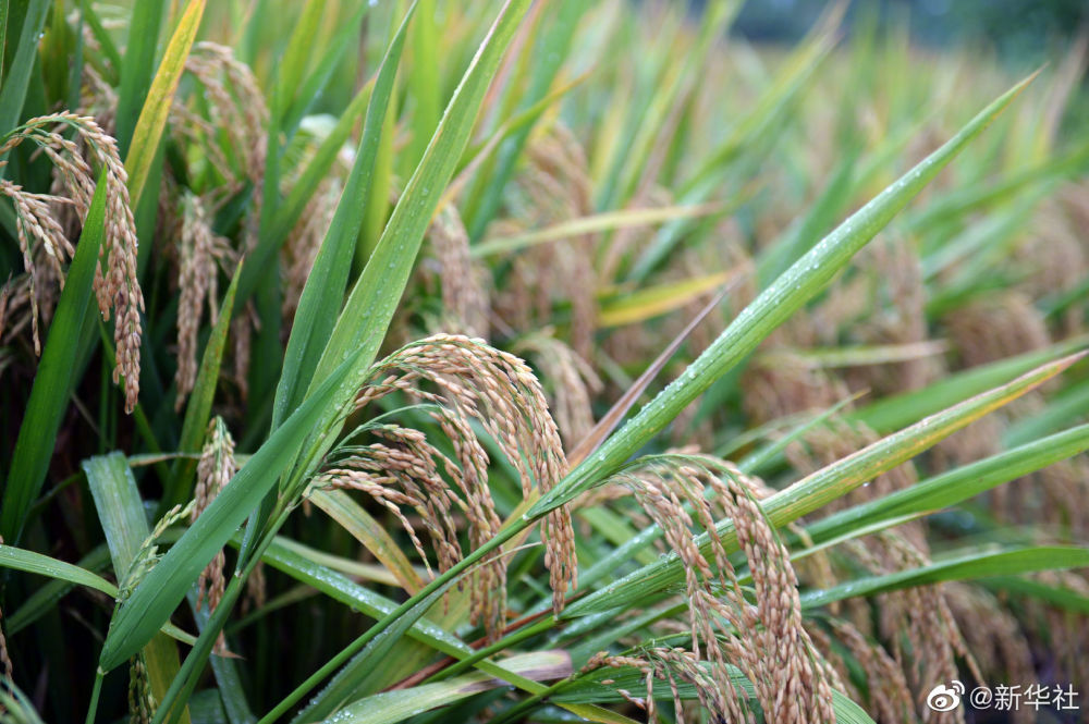 小天晨报丨*疆新**大学博达校区启用；南航北方分公司沈阳—石河子—塔城航线开通