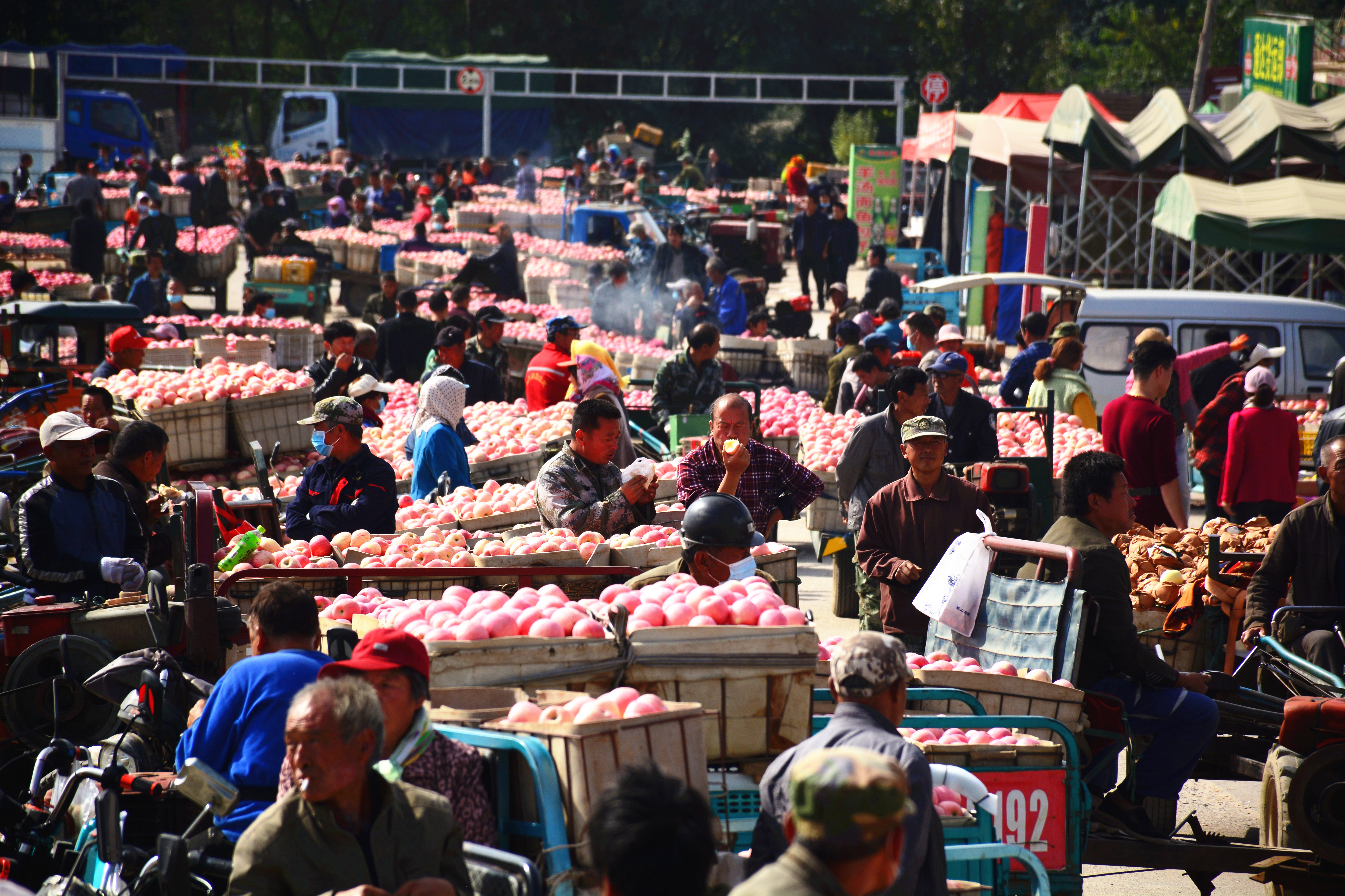 烟台苹果价格分析表,烟台蓬莱苹果价格表