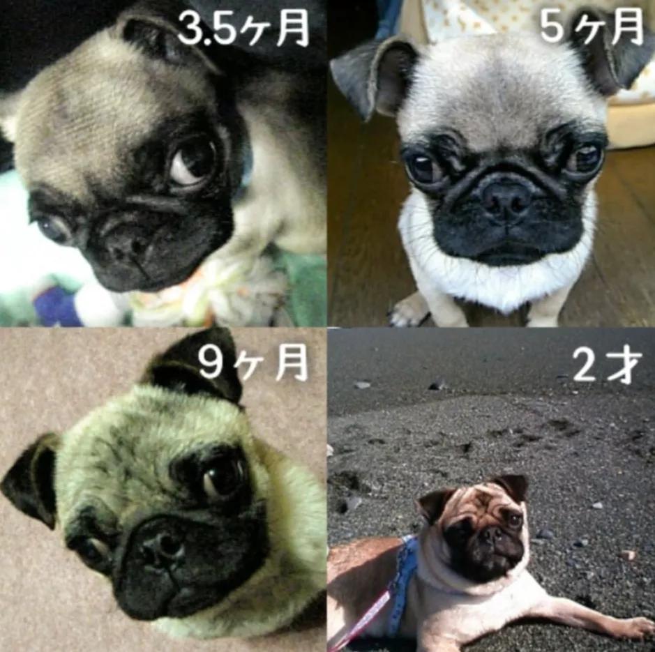 为什么狗子小时候都是肉滚滚的,狗子小时候和长大后的毛质不一样