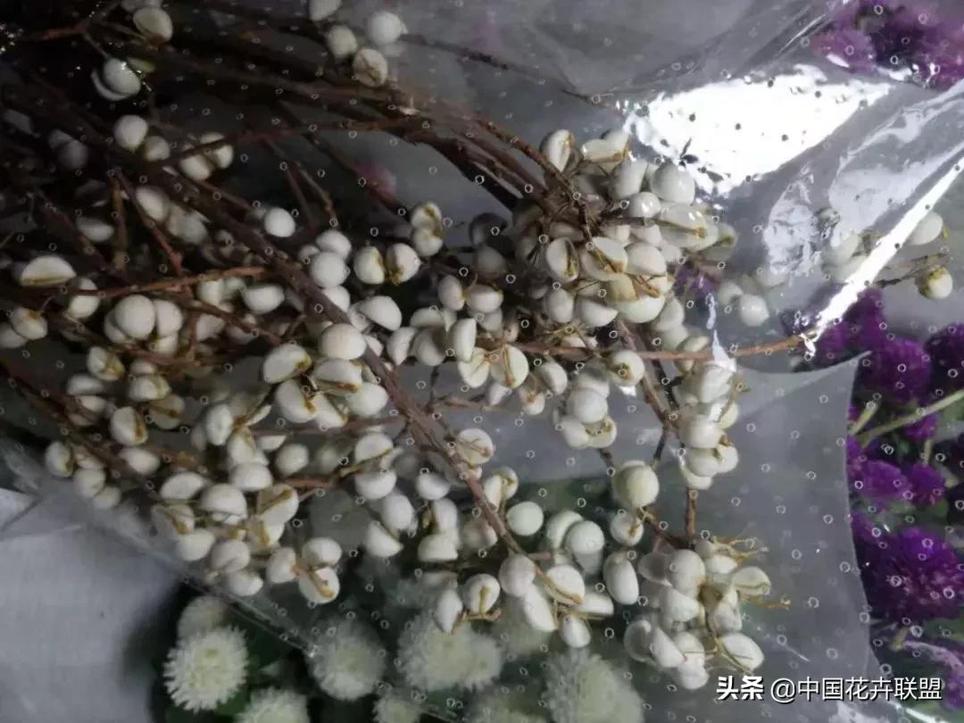 春天花市有哪些花材,便宜又大把的花材有哪些