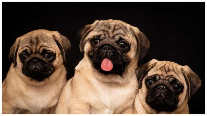 最聪明的十大狗狗品种介绍,史上最全的狗狗品种记得收藏