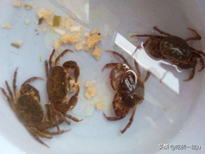 螃蟹怎么保存才新鲜能保存多久,熟螃蟹保存方法保存时间