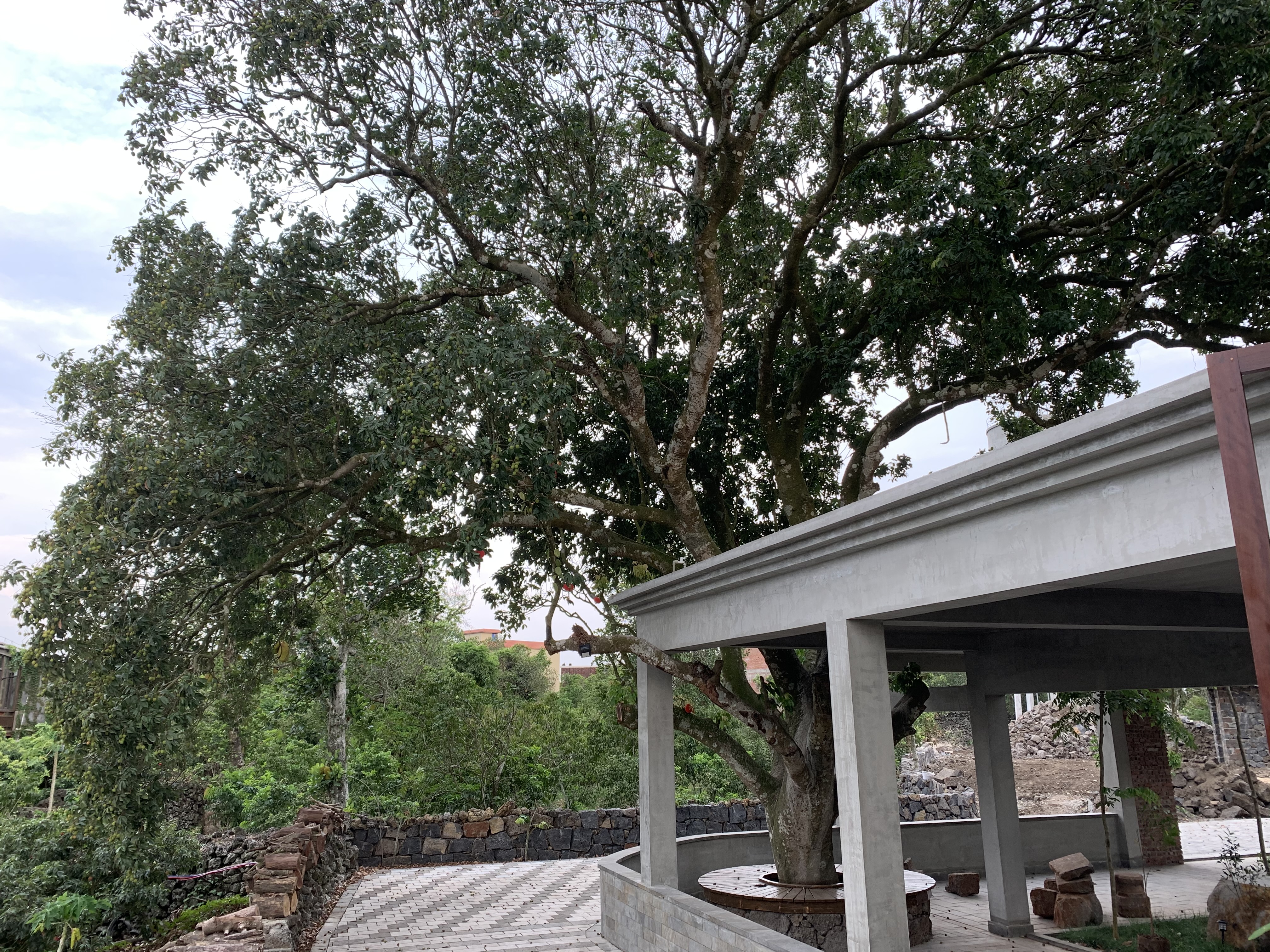 百年荔枝古树探秘,贡园百年古树荔枝