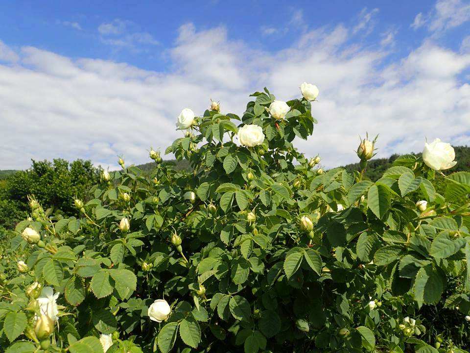 推荐好物爽肤水,热销榜爽肤水