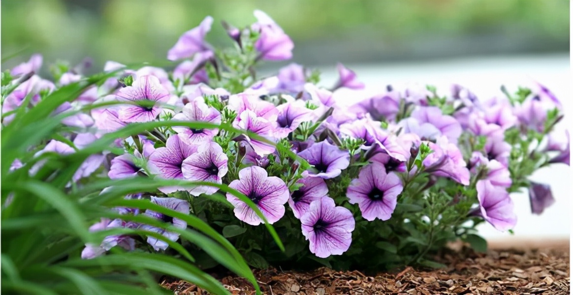 常见花卉养殖总汇,各种花卉植物养殖方法??