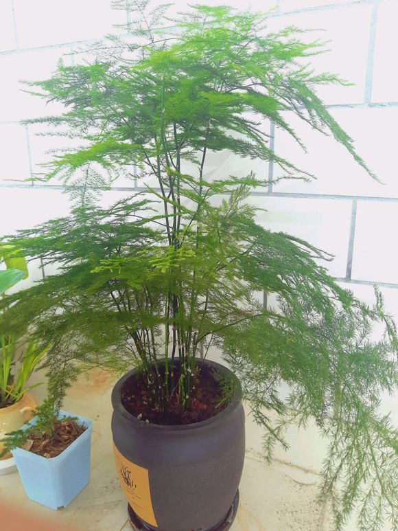 文竹叶子发黄干枯如何补救,文竹叶子发黄的原因与处理方法