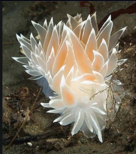 神秘的顶级海底照片难得一见,罕见海底美人照片