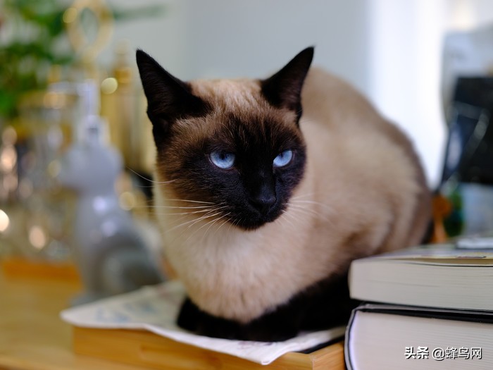 富士中画幅gfx50r测评,富士gfx50sii与50r的区别