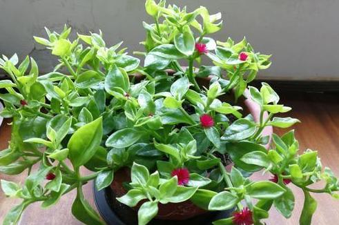 盆栽蚂蚁怎么快速处理掉,盆栽里面有蚂蚁怎么消除