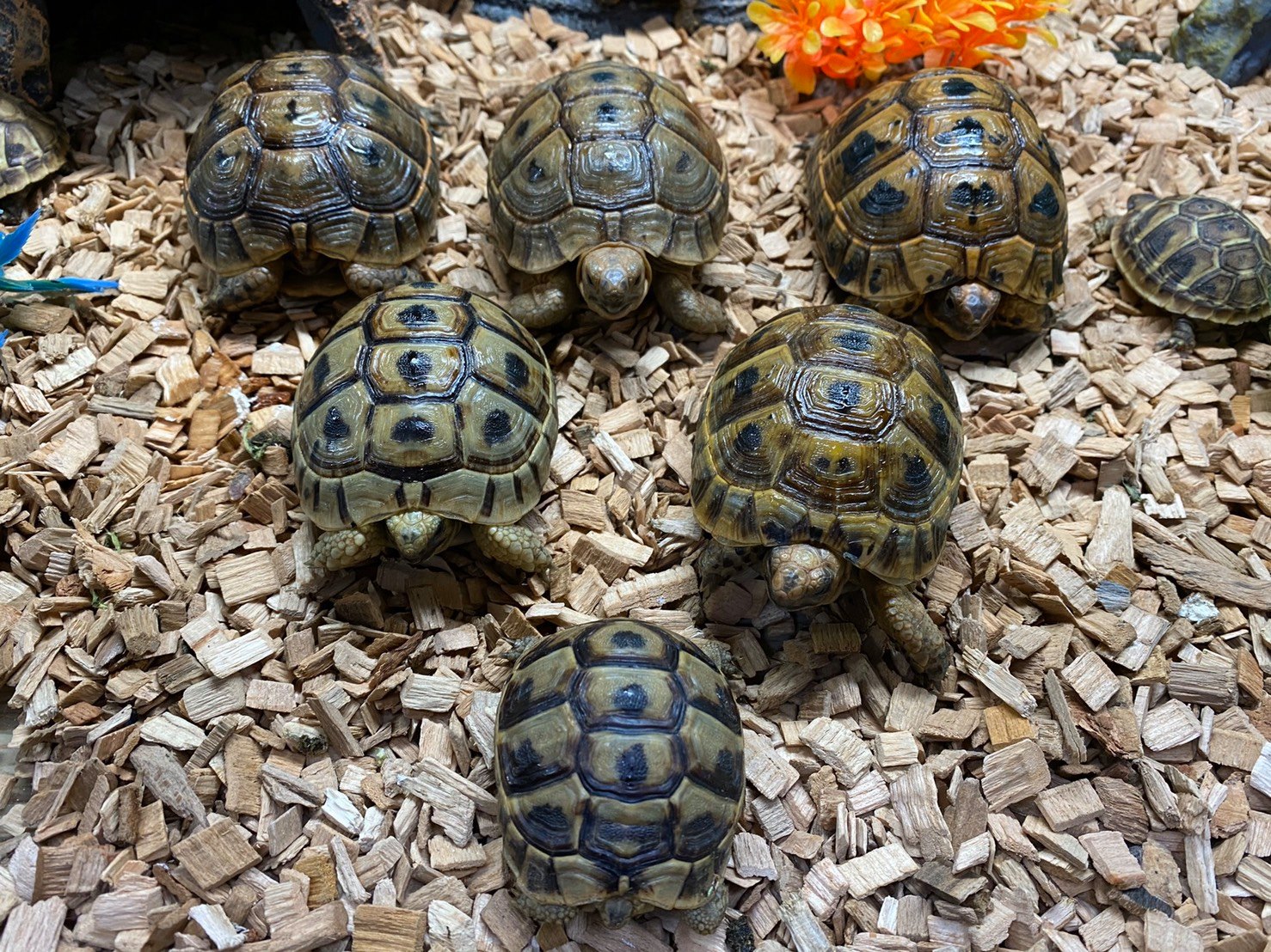 欧洲陆龟排酸吗,欧洲陆龟的图片