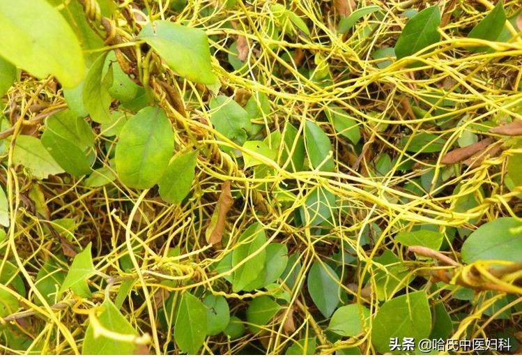 习惯性流产怎么样才能保胎河南,习惯性流产保胎最好的方法