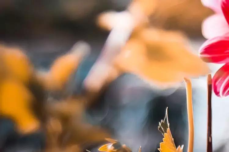 四川省都江堰市玉堂小学,都江堰市玉堂小学四年级1班