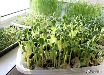 怎么样能纸上种菜,在家种菜可以做什么