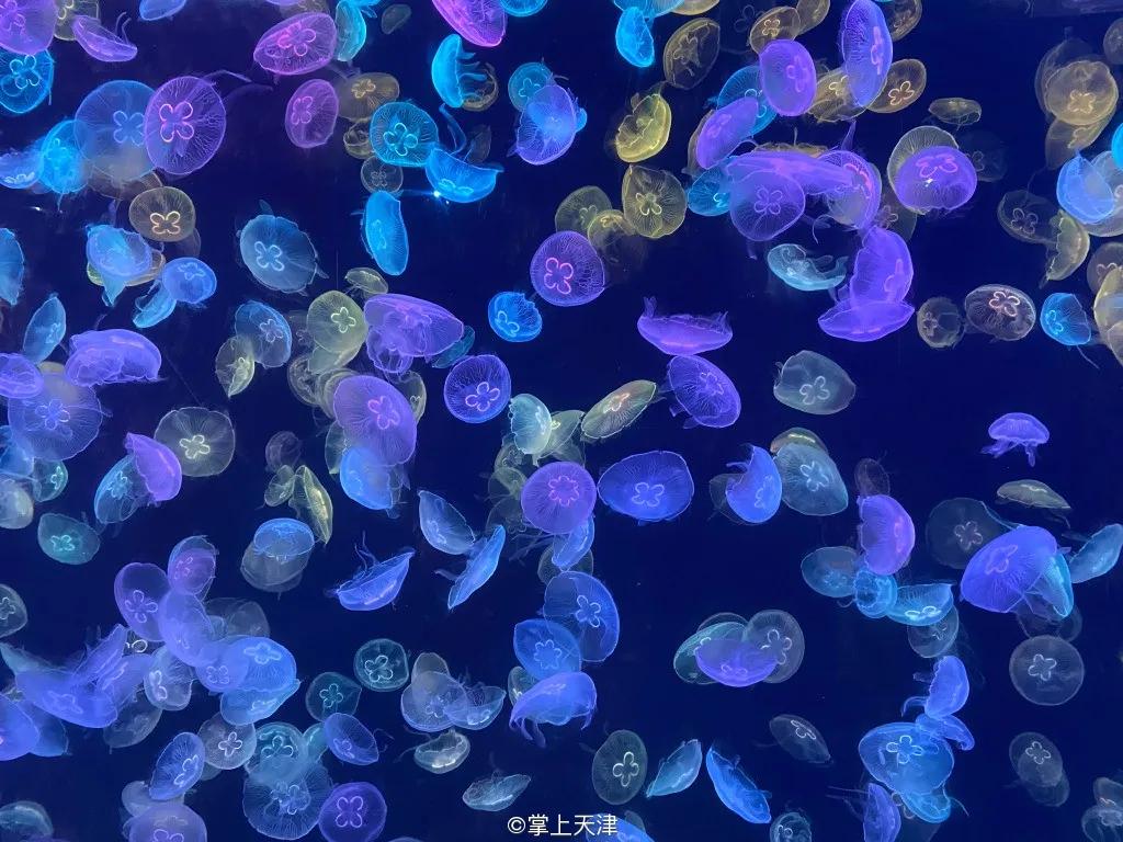 天津海昌极地海洋世界年票,天津海昌极地海洋99票价真实性