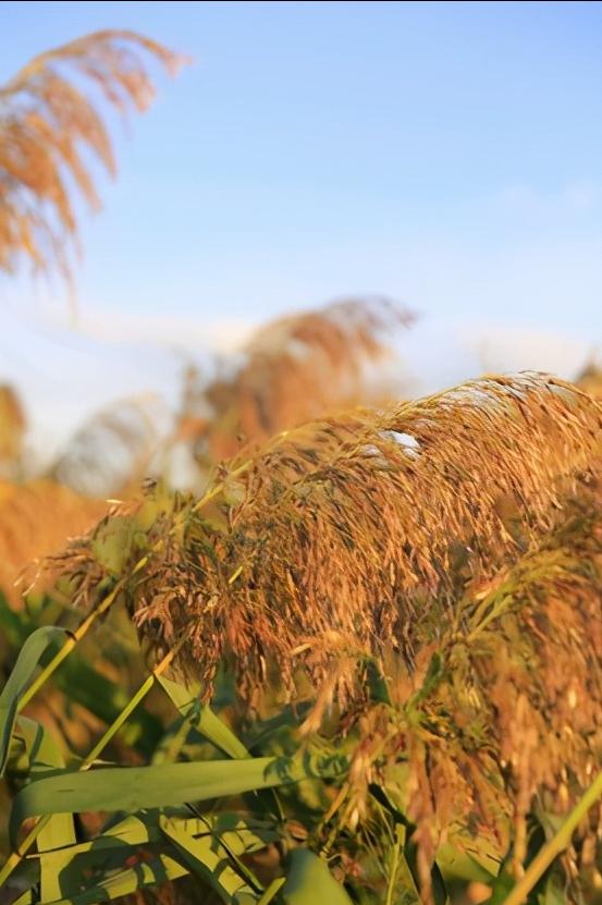 辽宁省盘锦市有什么区,浅谈全国各省份