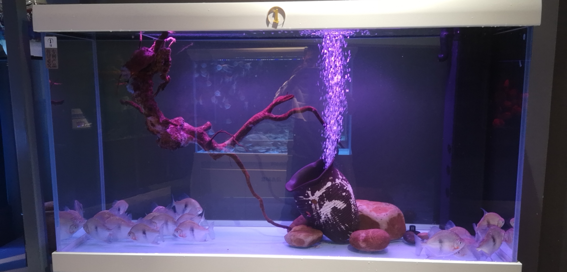 处理鱼缸绿水真的不难，看完这些，绝让你从此告别绿油油的鱼缸