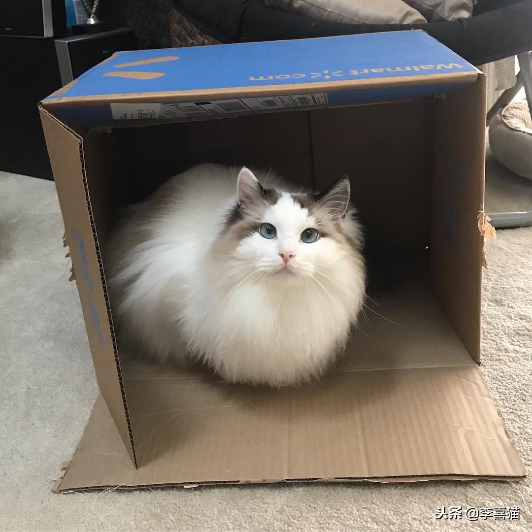 没绝育的公猫想要带回老家,没绝育的公猫很瘦