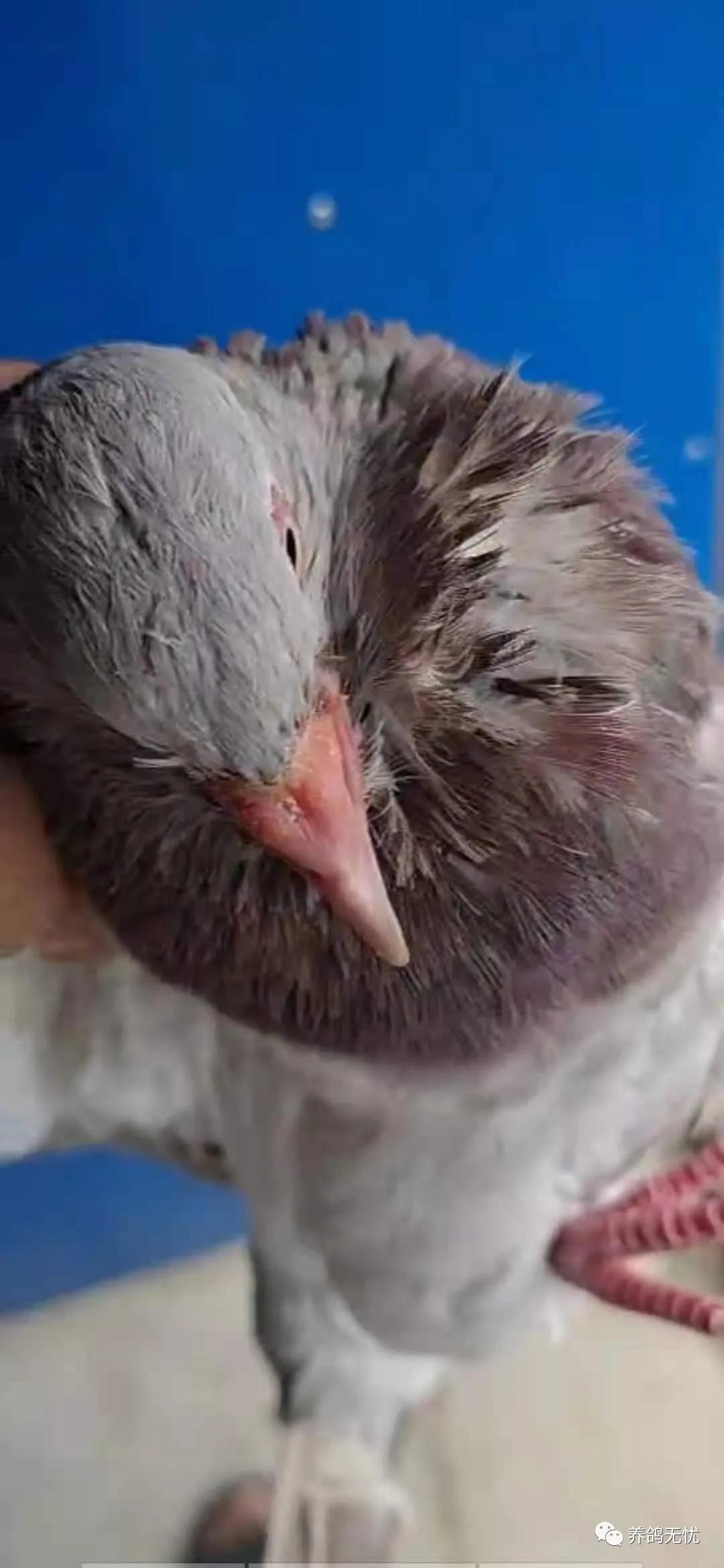 幼鸽什么时候清理沙门氏菌,幼鸽下窝毛滴虫影响比赛吗