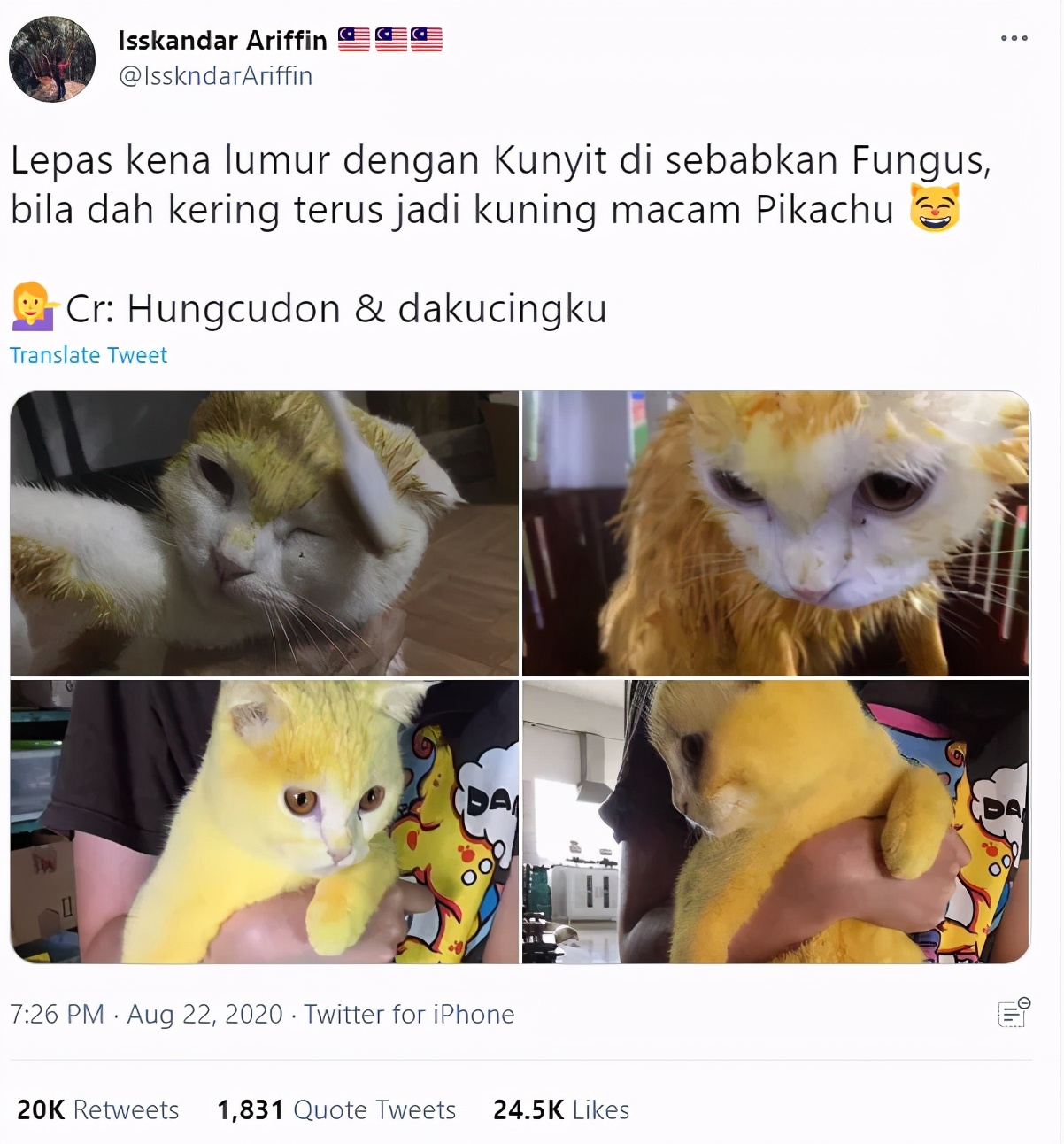 泰国姜黄治疗猫皮肤病,泰国女孩用姜黄治猫癣