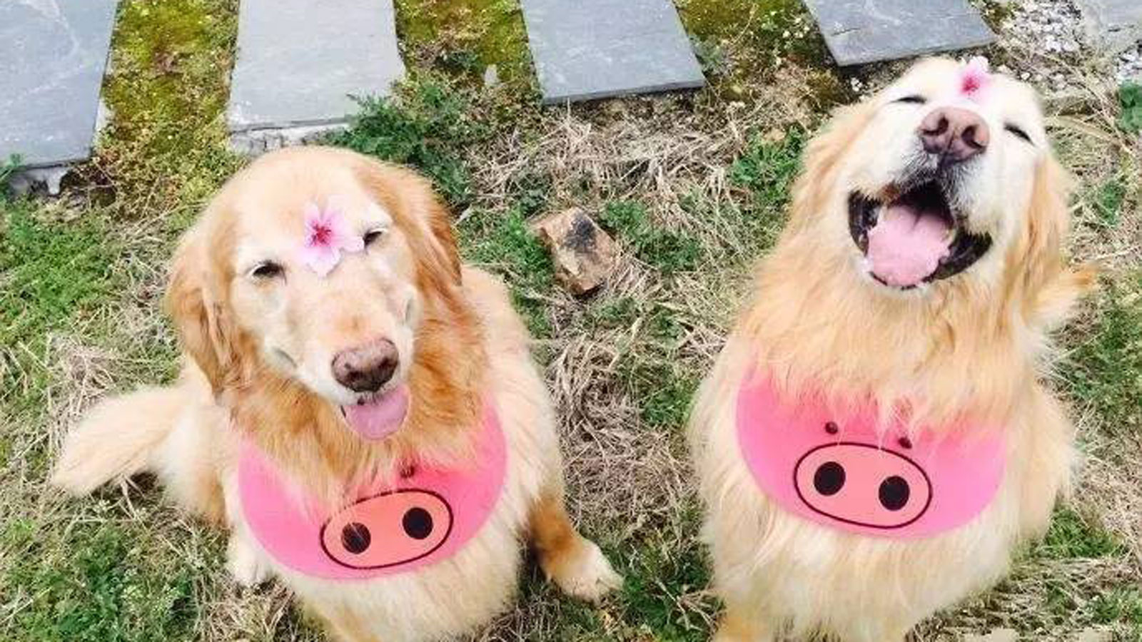 公狗和母狗的养殖方法和注意事项,公狗跟母狗哪个更容易训练